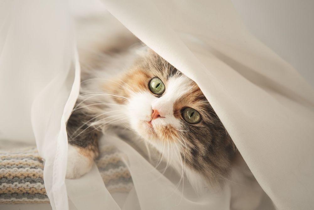 Кошка