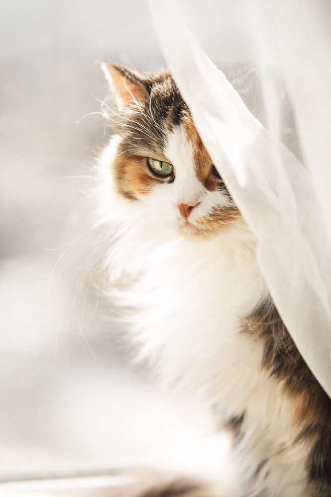 Кошка