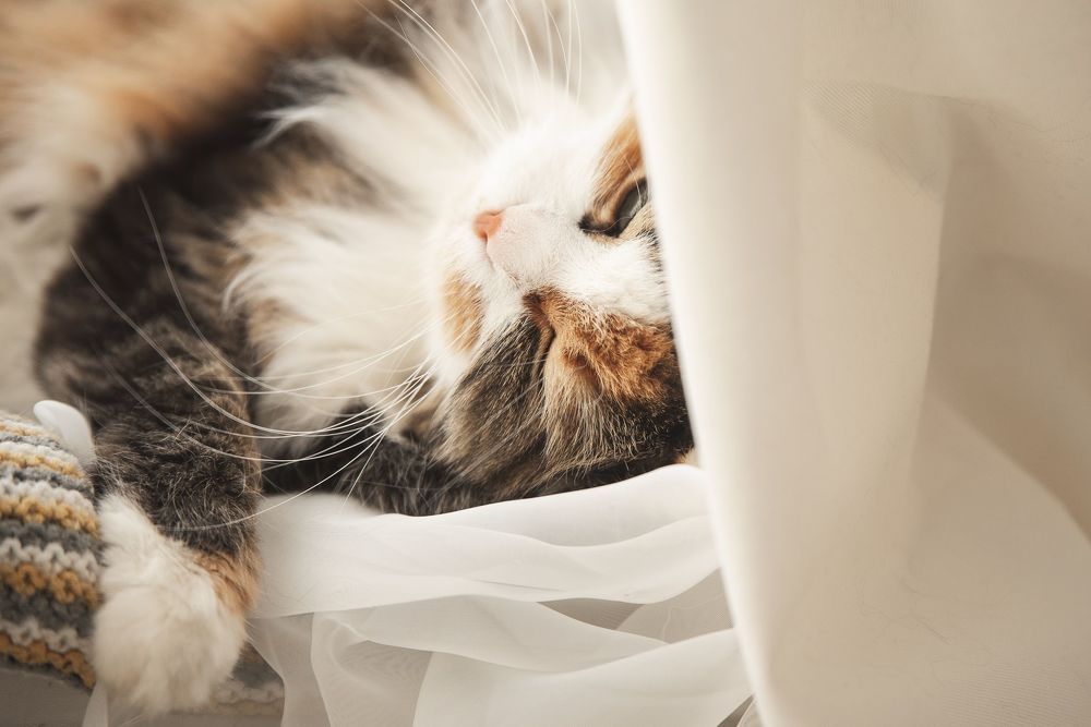 Кошка