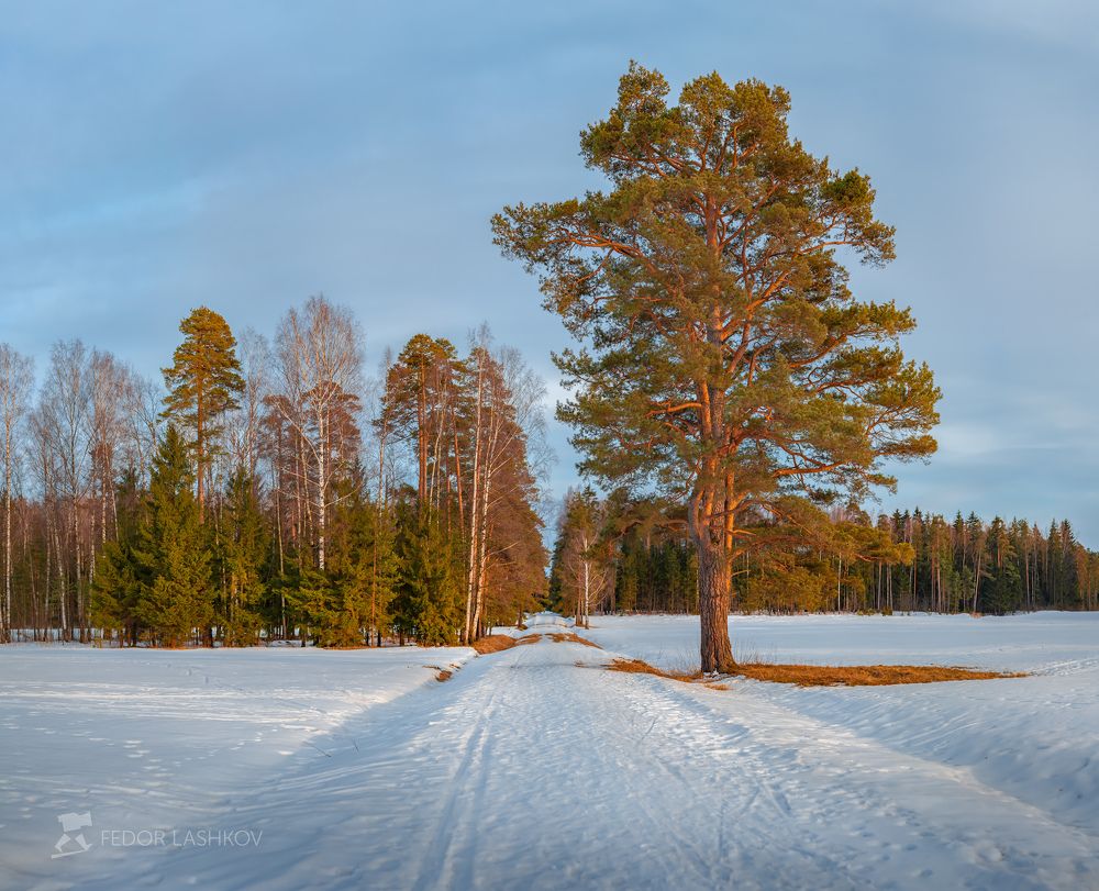 Апрельские сосны