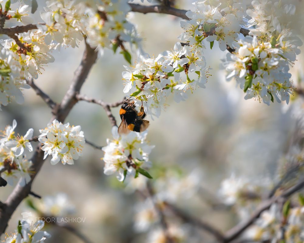 Шмель на цветках тёрна