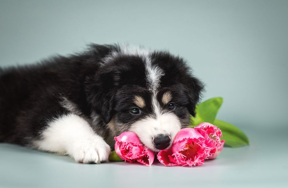 Photo 2178995