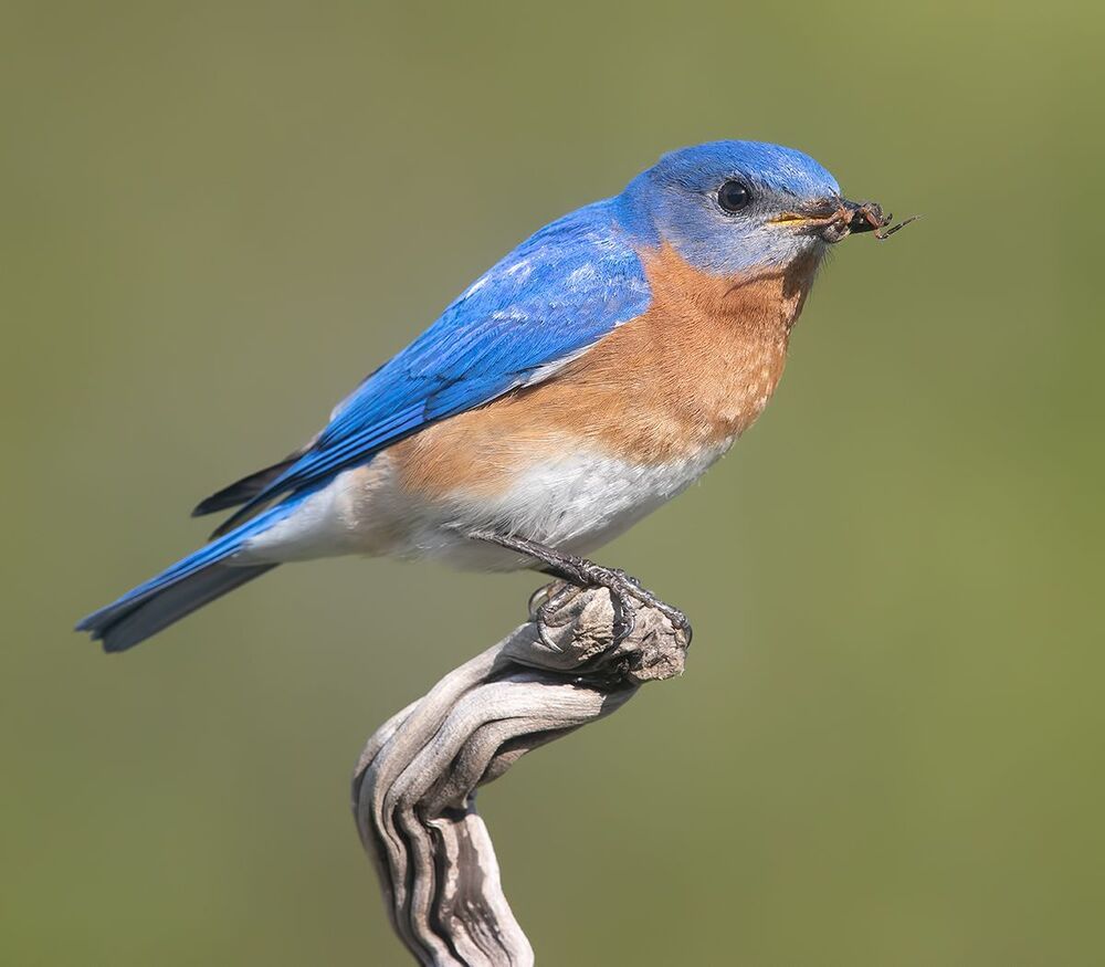Восточная сиалия пара с угощением - Eastern Bluebird