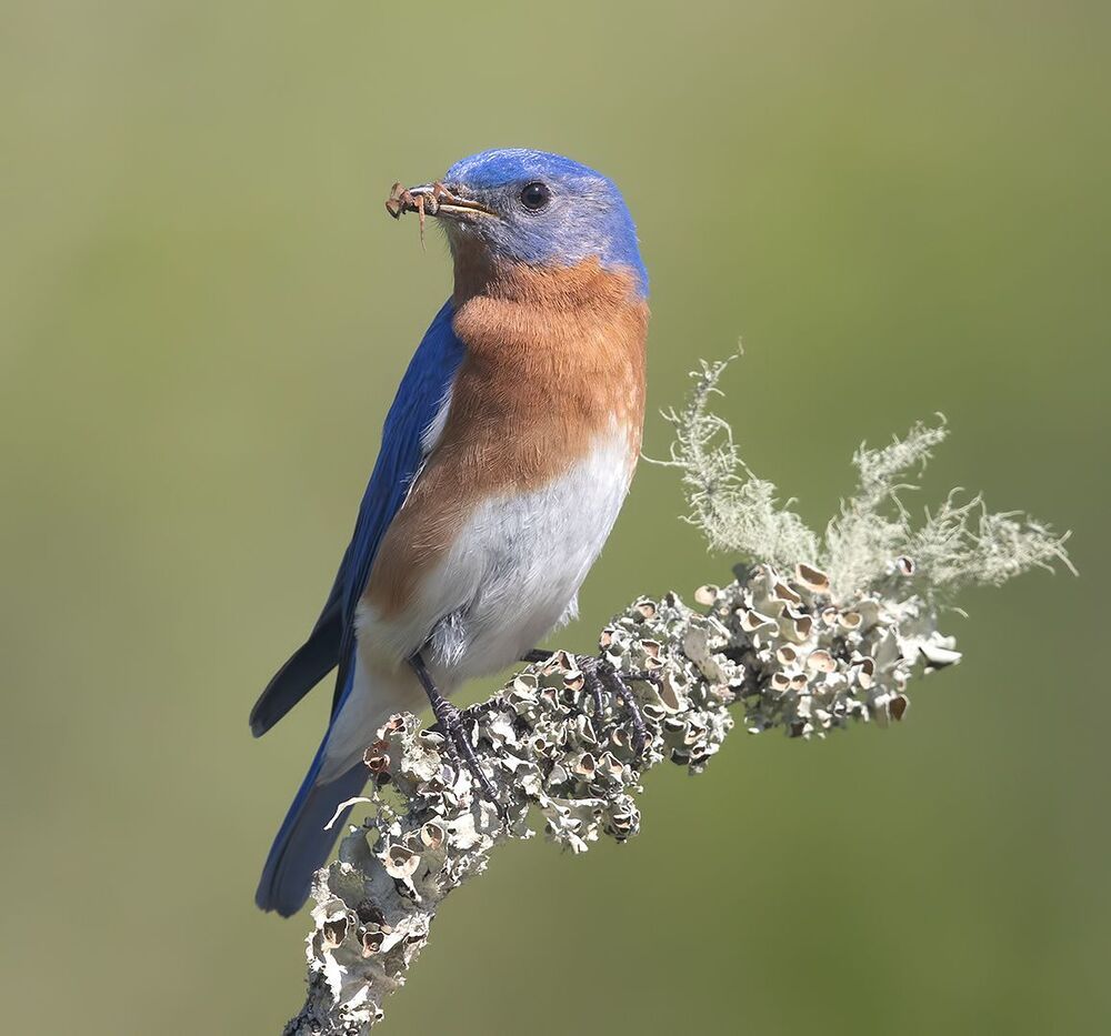 Восточная сиалия пара с угощением - Eastern Bluebird