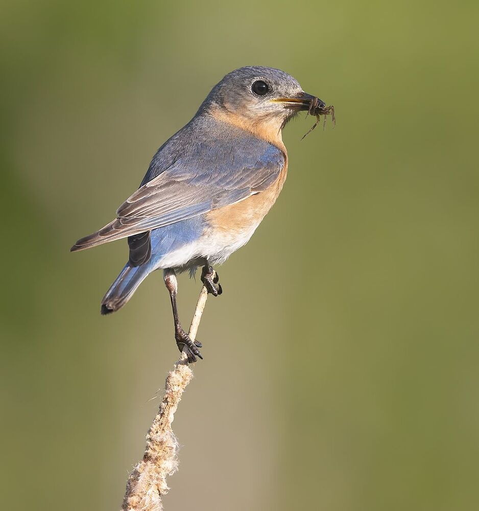 Восточная сиалия пара с угощением - Eastern Bluebird