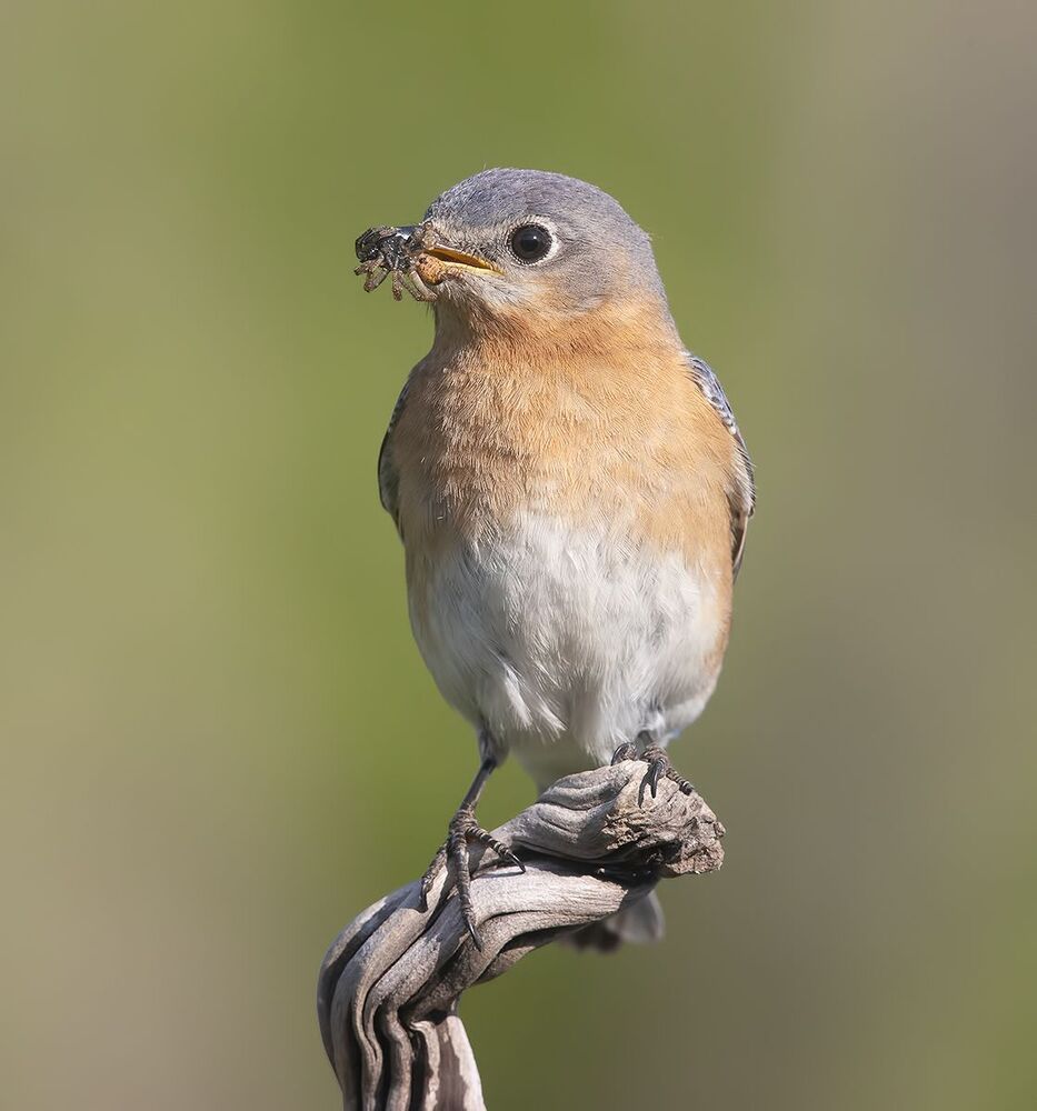 Восточная сиалия пара с угощением - Eastern Bluebird