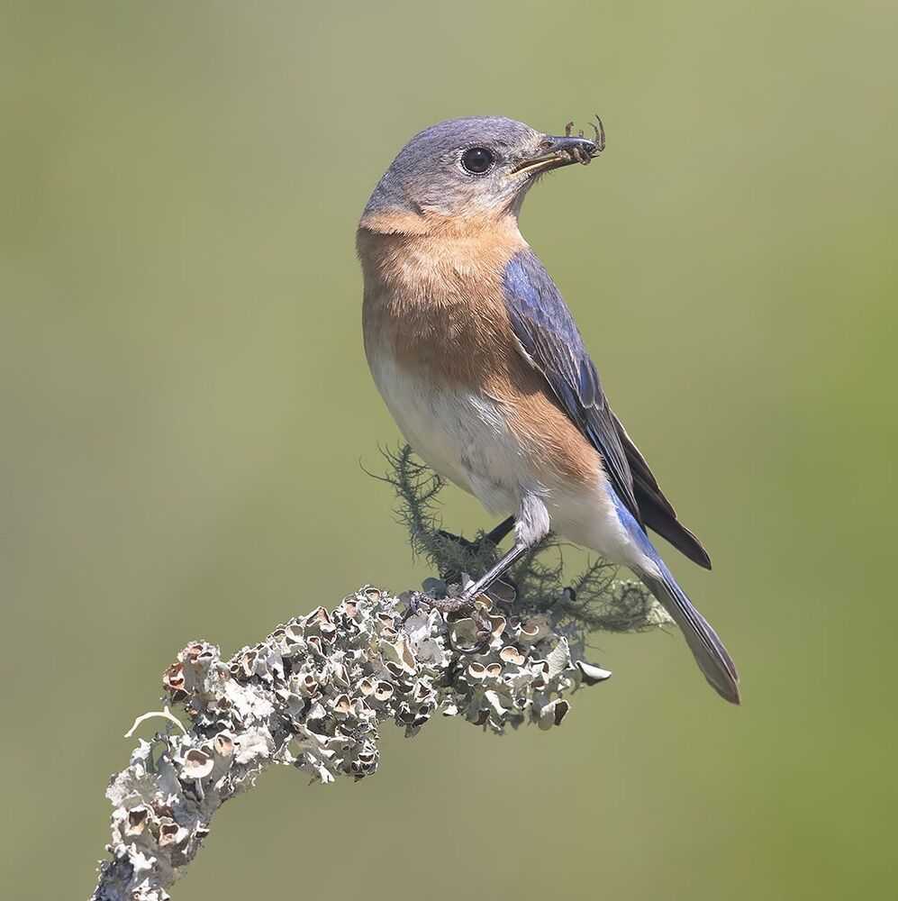 Восточная сиалия пара с угощением - Eastern Bluebird