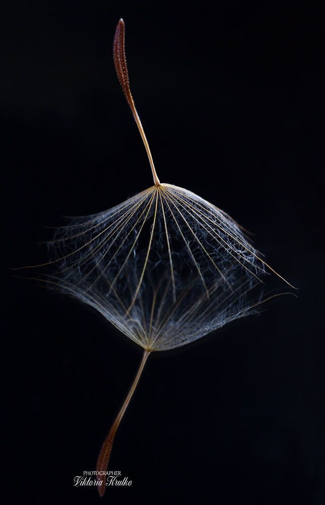 series "Tears"