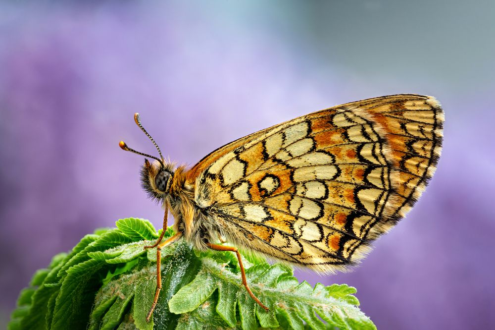ISO 100. F20 1s