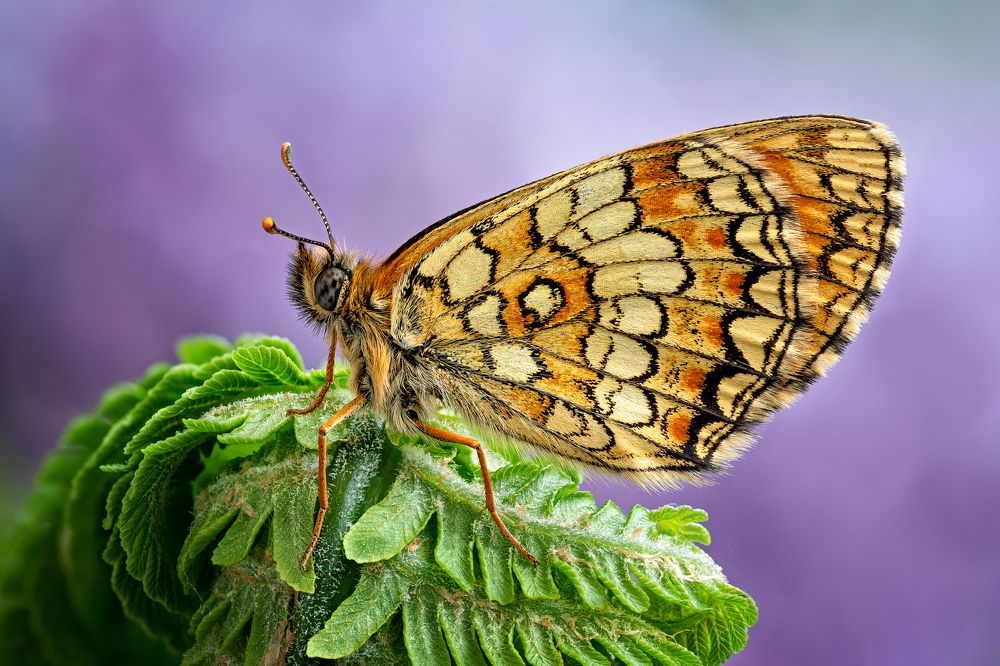 ISO 100. F16 1/2s
