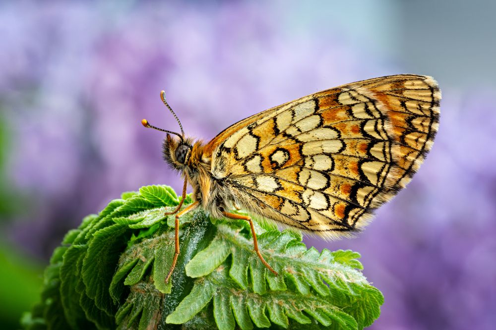 ISO 100. F32 3s