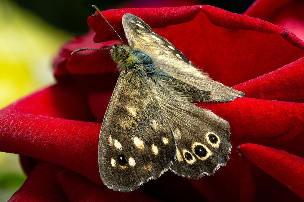 Pararge aegeria