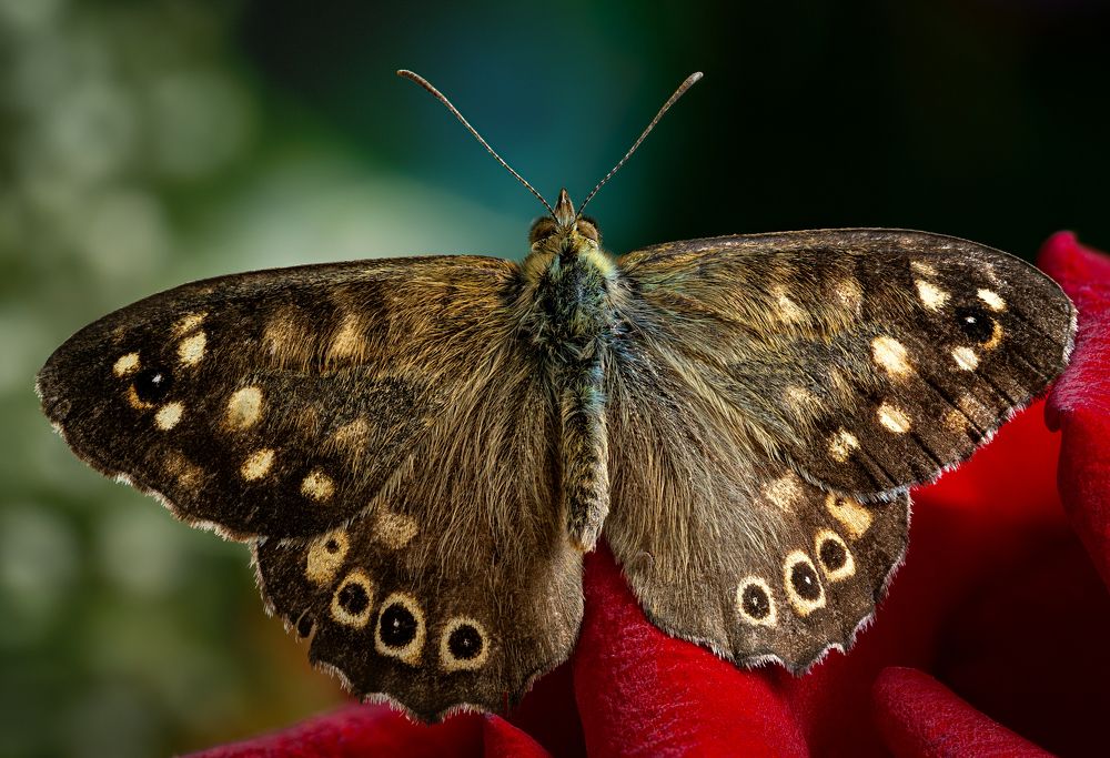 Pararge aegeria