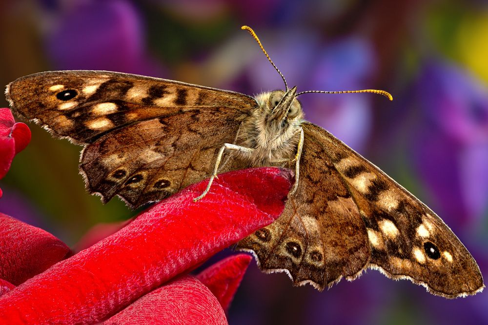 Pararge aegeria