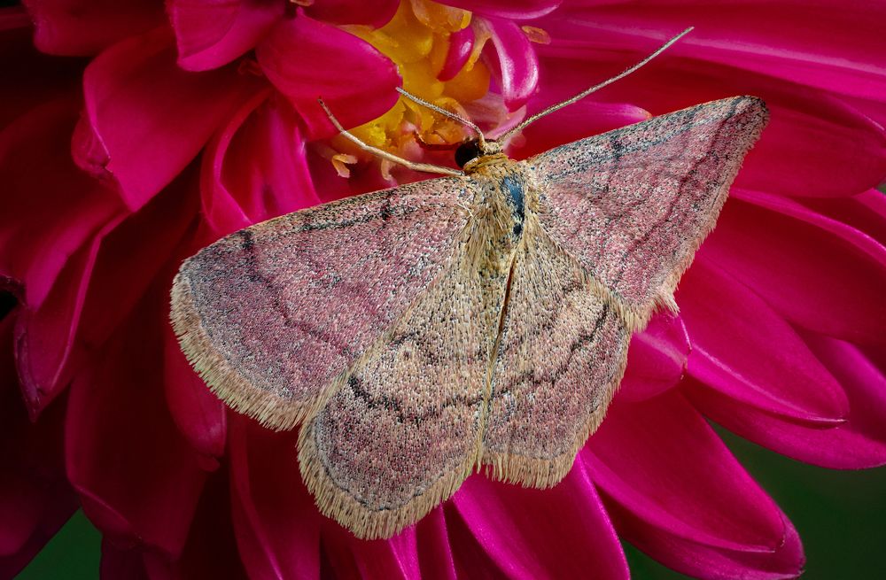 Scopula rubiginata