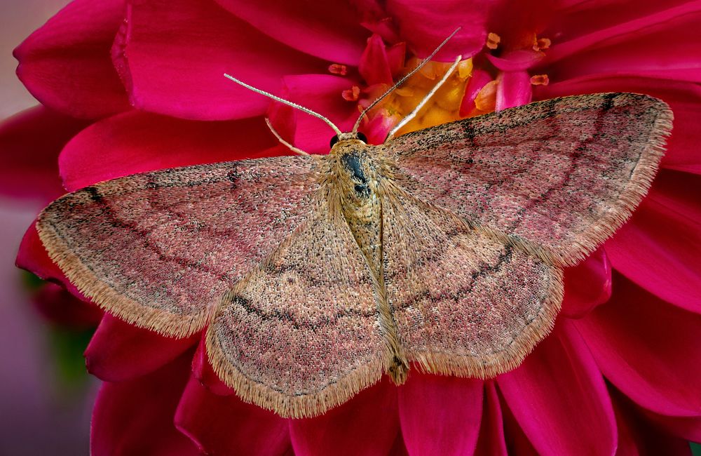 Scopula rubiginata
