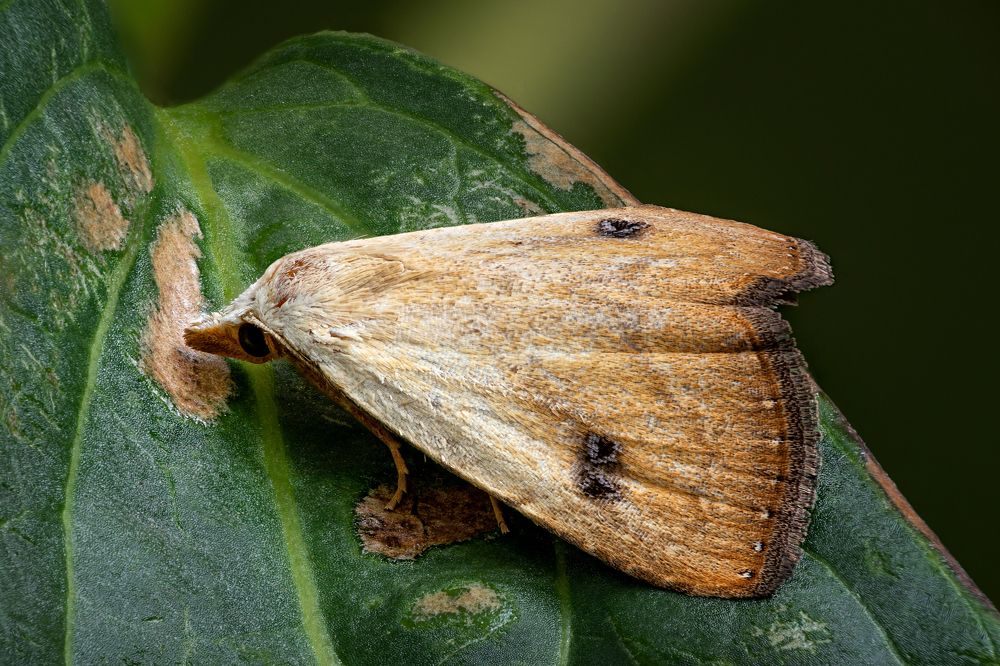 Rivula sericealis