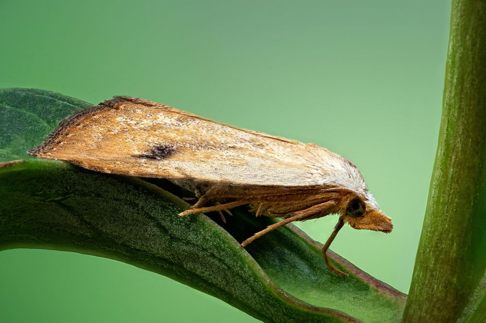 Rivula sericealis