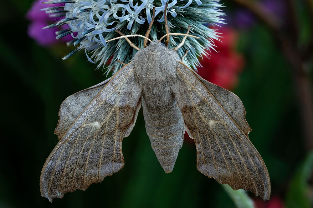 Laothoe populi