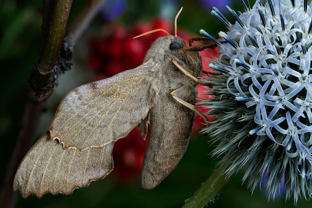 Laothoe populi
