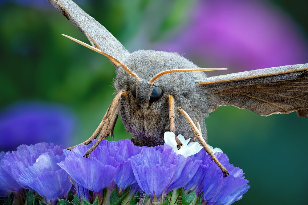 Laothoe populi