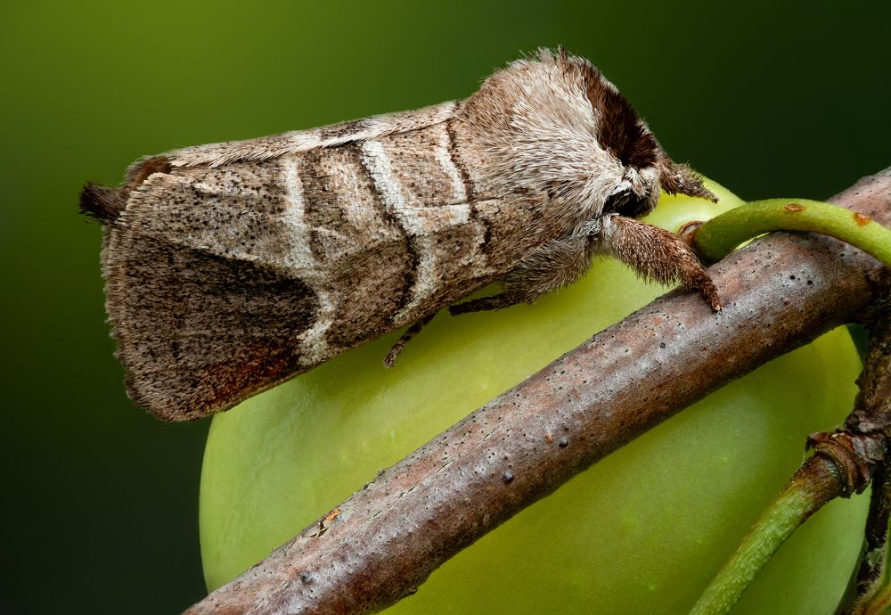 Clostera curtula