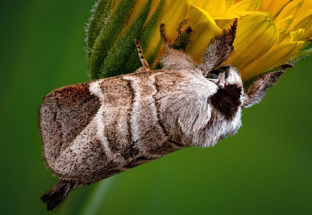 Clostera curtula