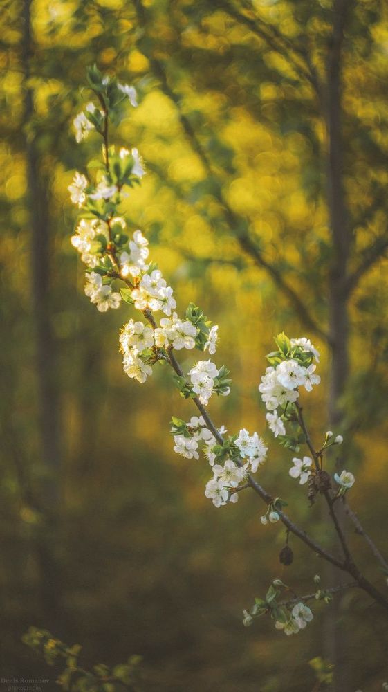 Photo 2180561