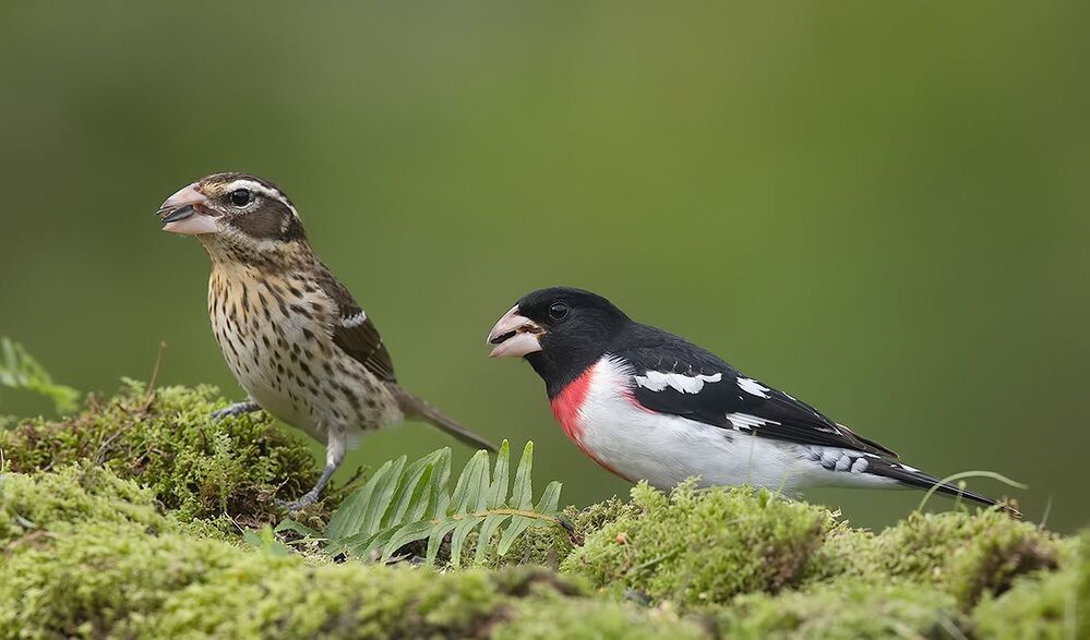 Пара. Красногрудый дубоносовый кардинал -Rose-breasted Grosbeak