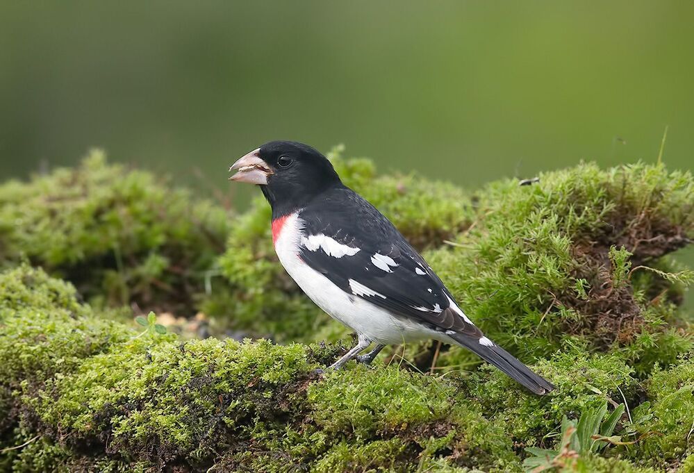 Пара. Красногрудый дубоносовый кардинал -Rose-breasted Grosbeak