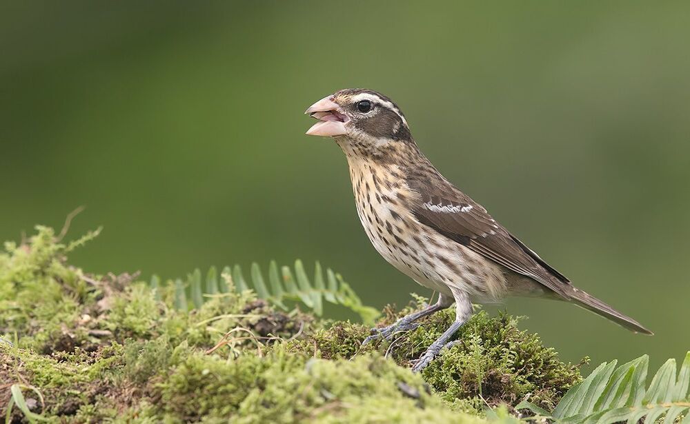 Пара. Красногрудый дубоносовый кардинал -Rose-breasted Grosbeak
