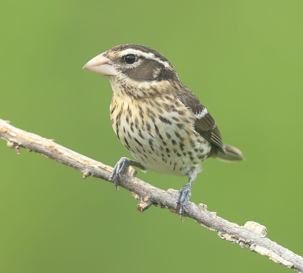 Пара. Красногрудый дубоносовый кардинал -Rose-breasted Grosbeak