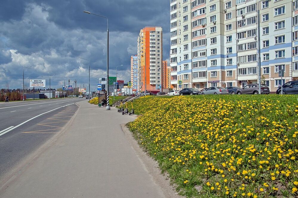 Одуванчики в городе
