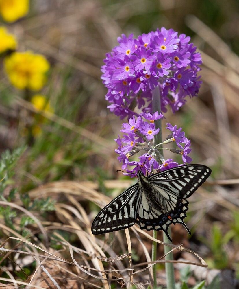 Papilio xuthus