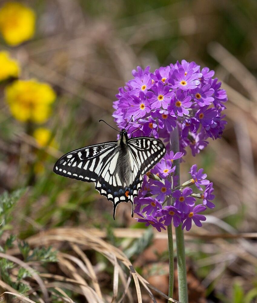 Papilio xuthus