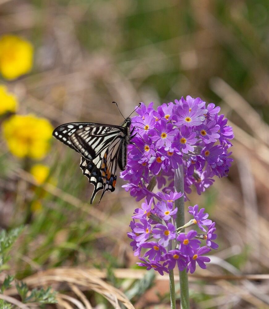 Papilio xuthus