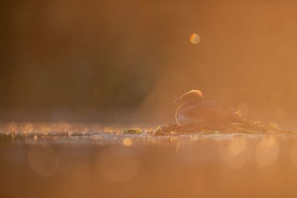 Photo 2184416