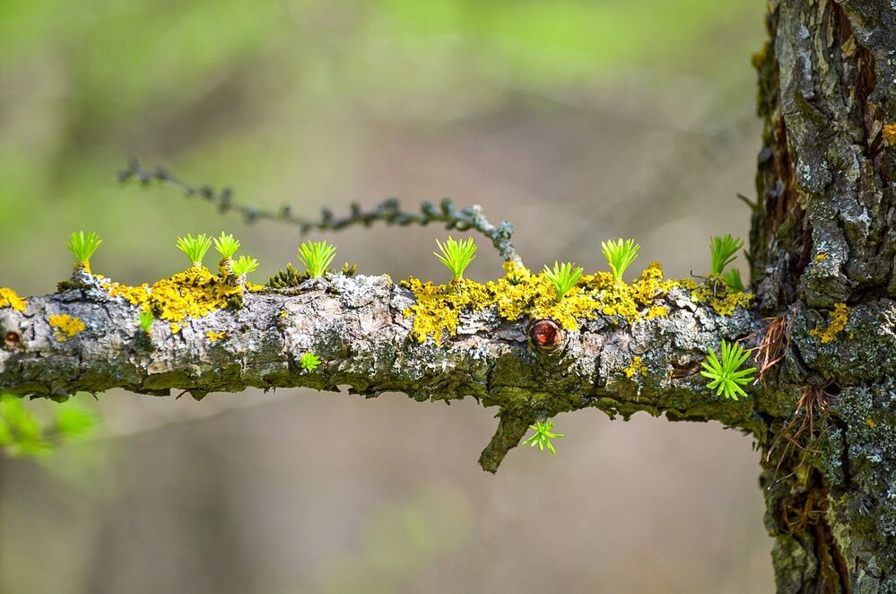 Лиственница(Larix). Пробуждение.