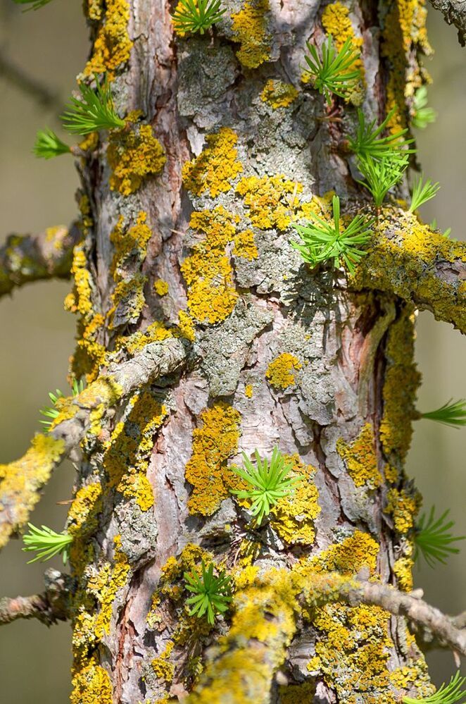 Лиственница(Larix). Пробуждение.