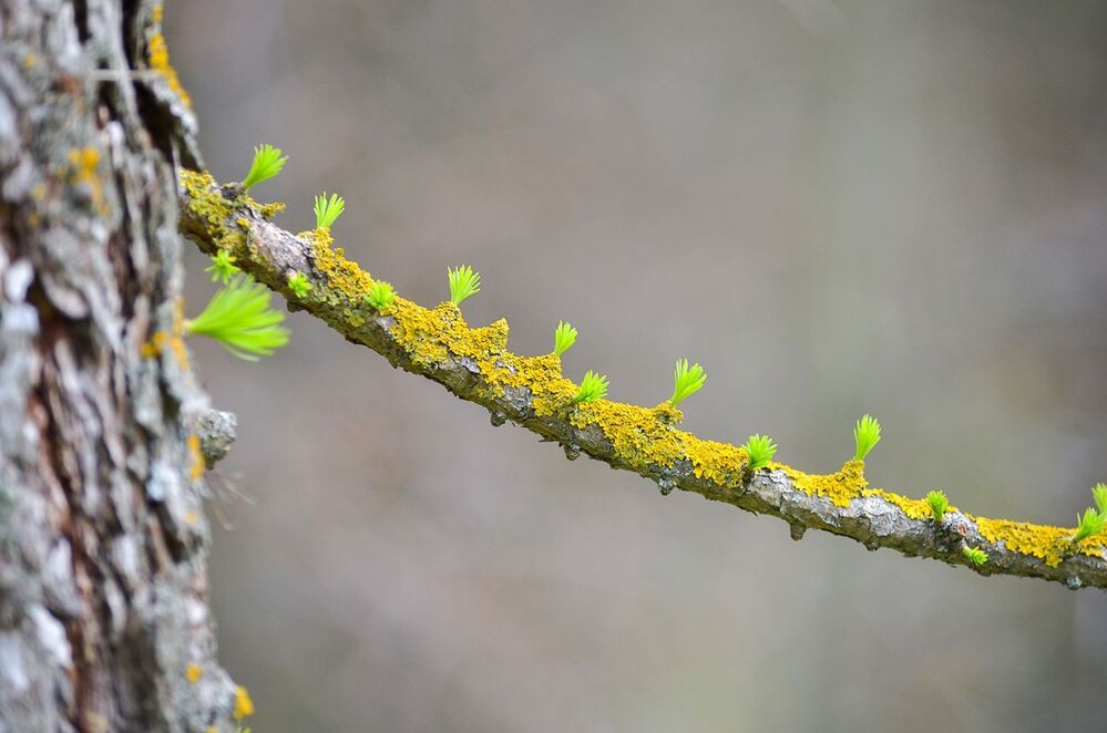 Лиственница(Larix). Пробуждение.