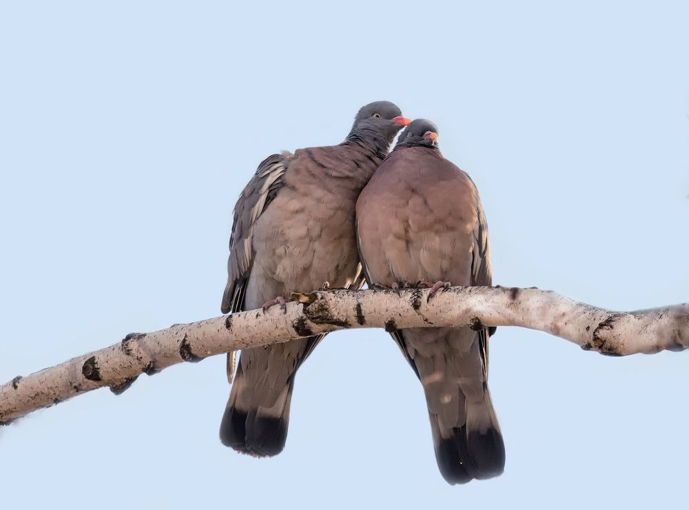ЛЮБОВЬ! (вяхирь)