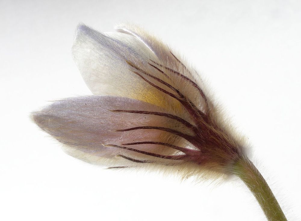 Puisatilla vernalis 2