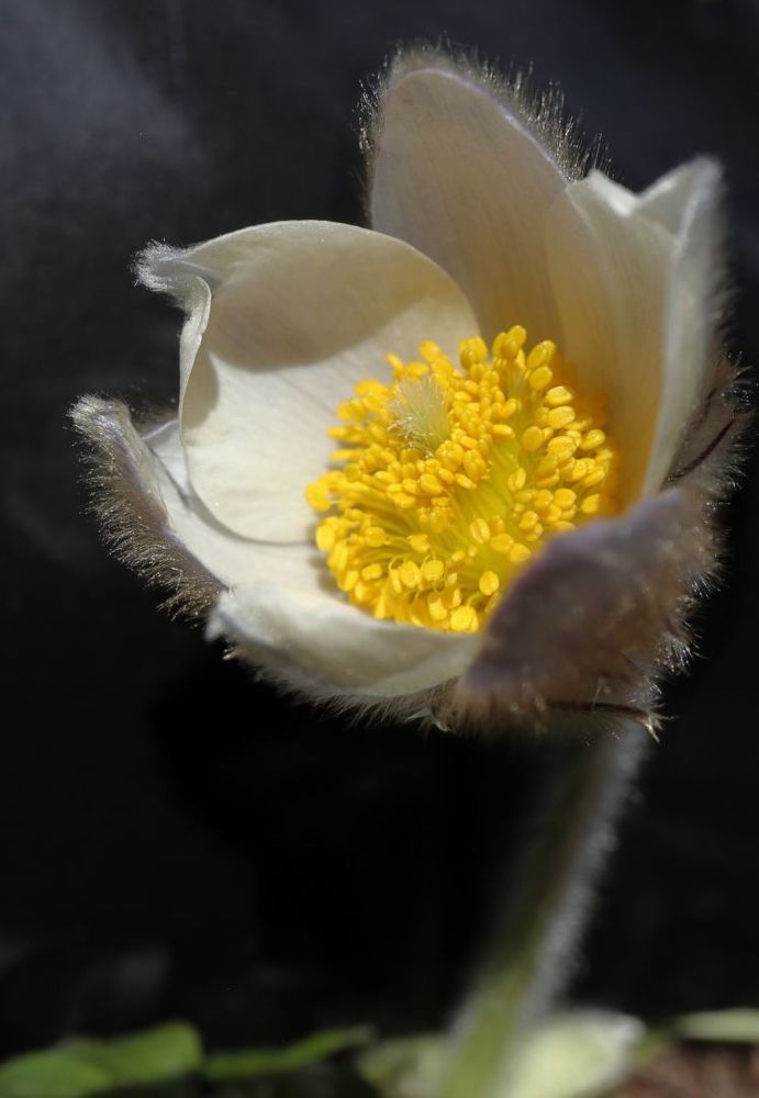 Puisatilla vernalis 2