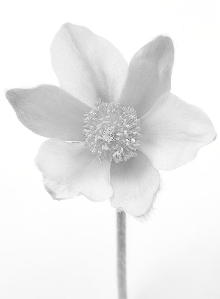 Puisatilla vernalis 2