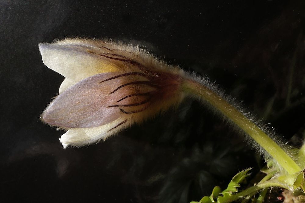 Puisatilla vernalis 2