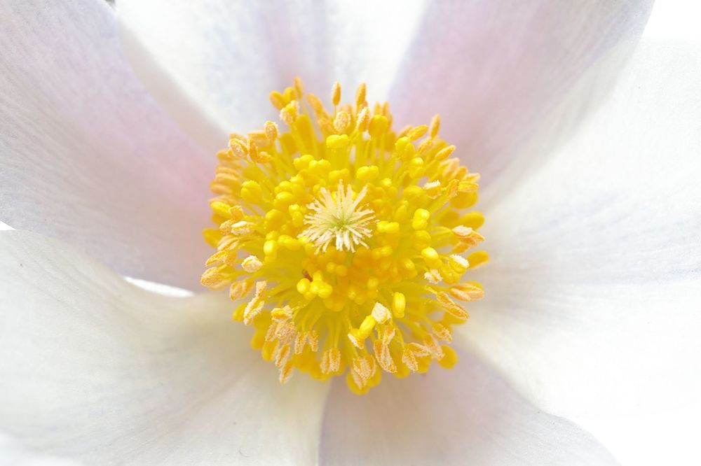 Puisatilla vernalis 2