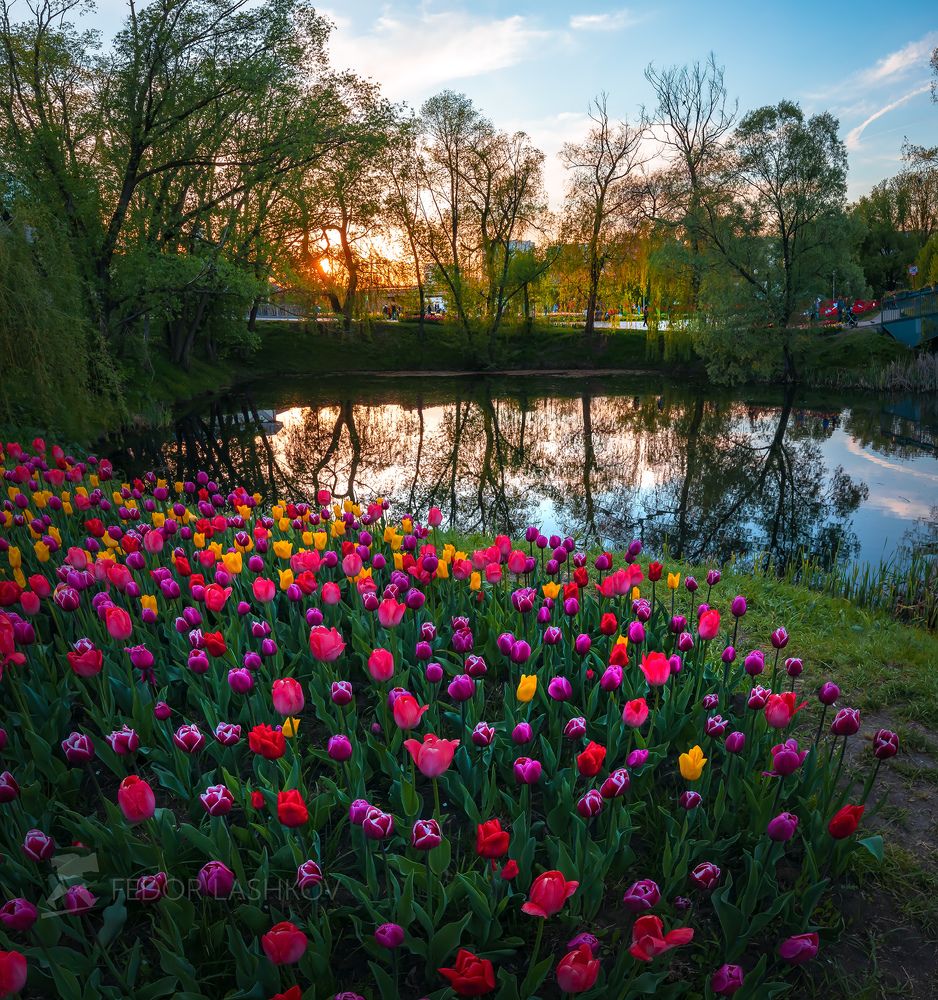 Тюльпаны на закате