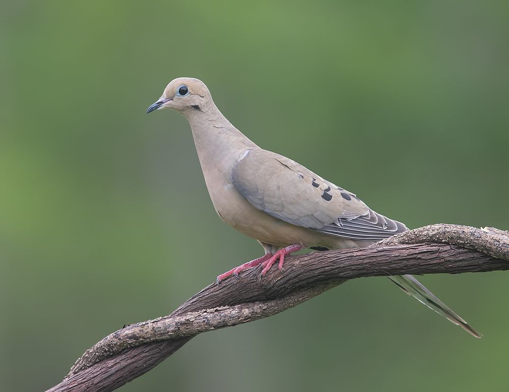 Eurasian collared dove -Кольчатая Горлица
