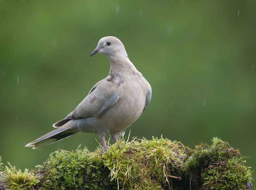 Eurasian collared dove -Кольчатая Горлица
