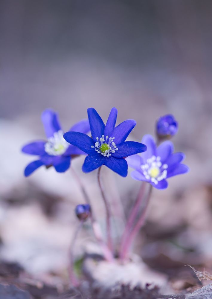 Печеночница (Hepatica)